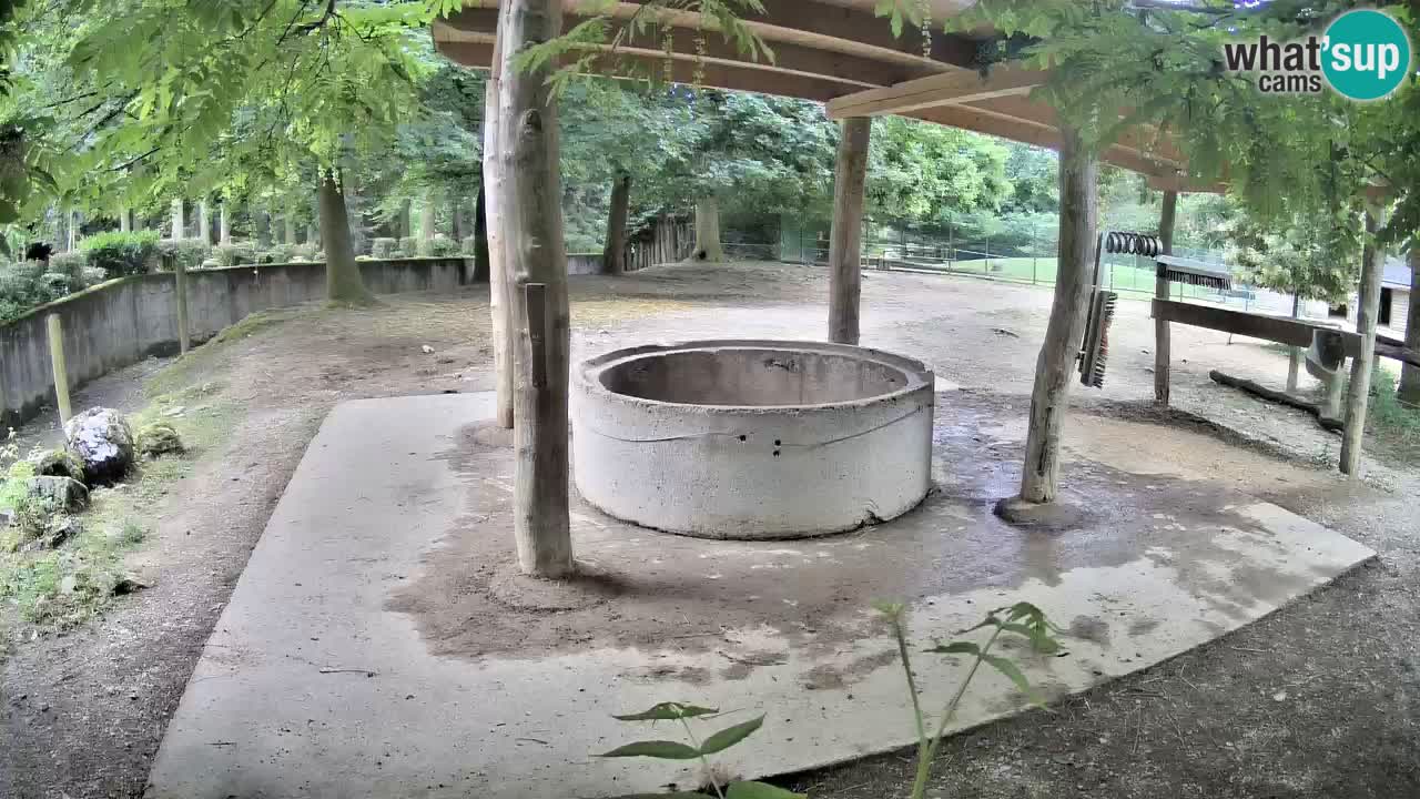 Live Webcam Zebras in Ljubljana ZOO – Slowenien