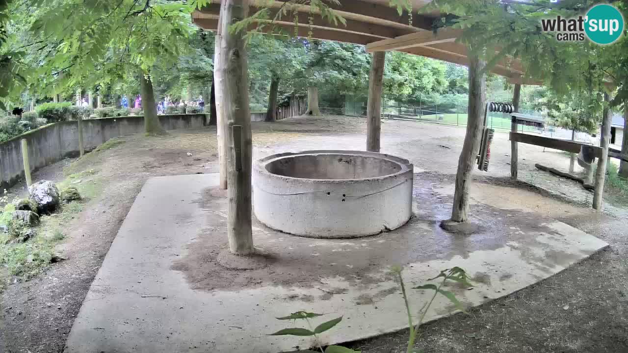 Live Webcam Zebras in Ljubljana ZOO – Slowenien