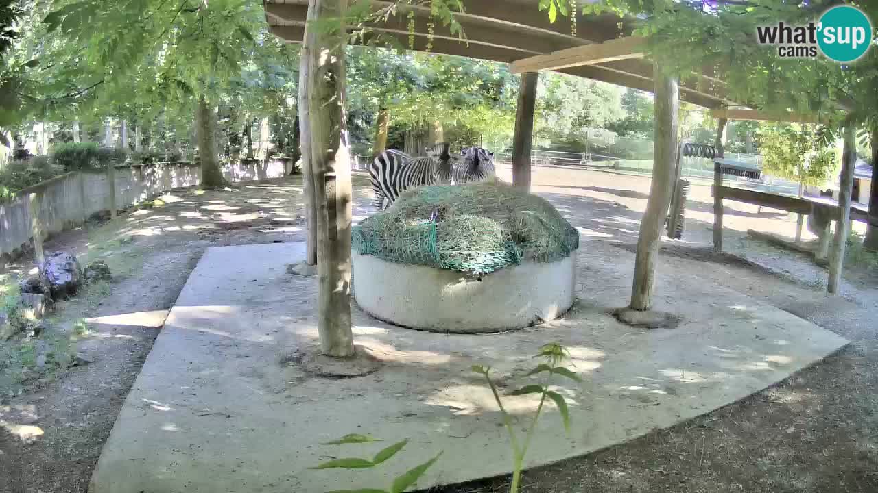 Zebre v živo v živalskem vrtu Ljubljana ZOO spletne kamere