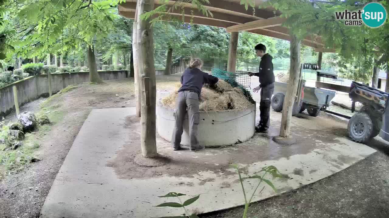 Le Zebre nello ZOO di Ljubljana – Slovenia Live webcam