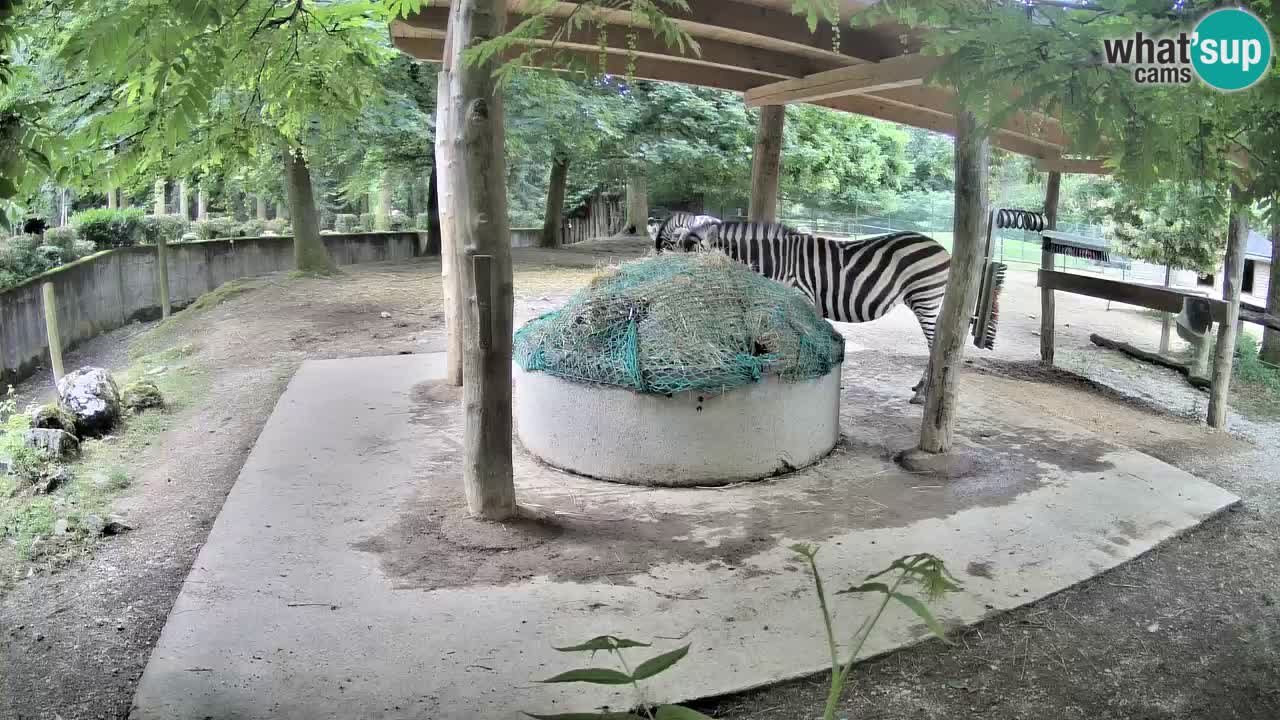 Le Zebre nello ZOO di Ljubljana – Slovenia Live webcam