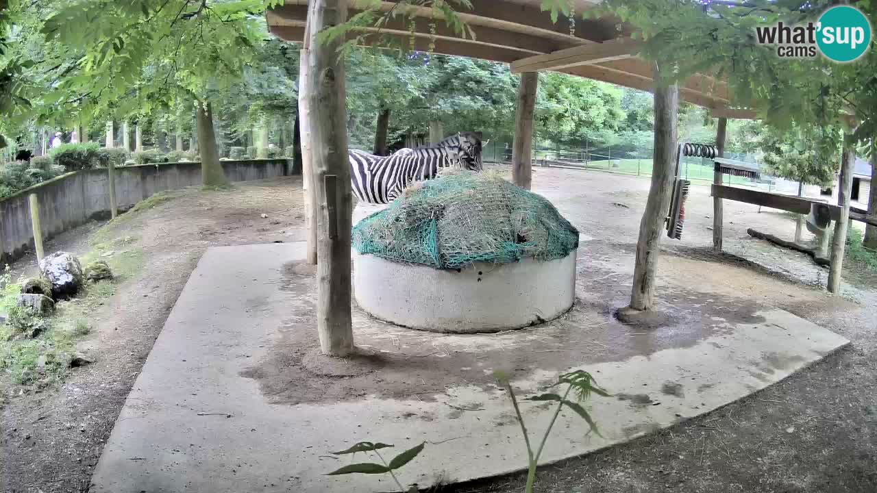 Live Webcam Zebras in Ljubljana ZOO – Slowenien