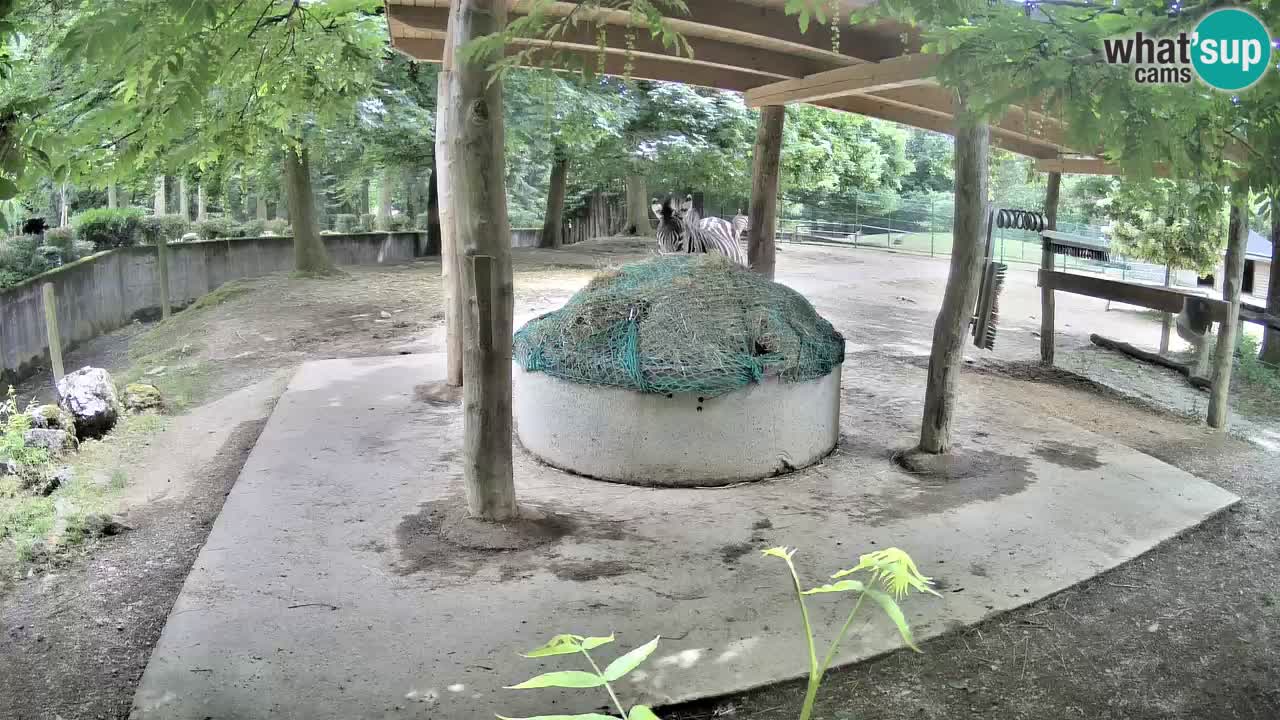 Live webcam Zebras in Ljubljana ZOO – Slovenia
