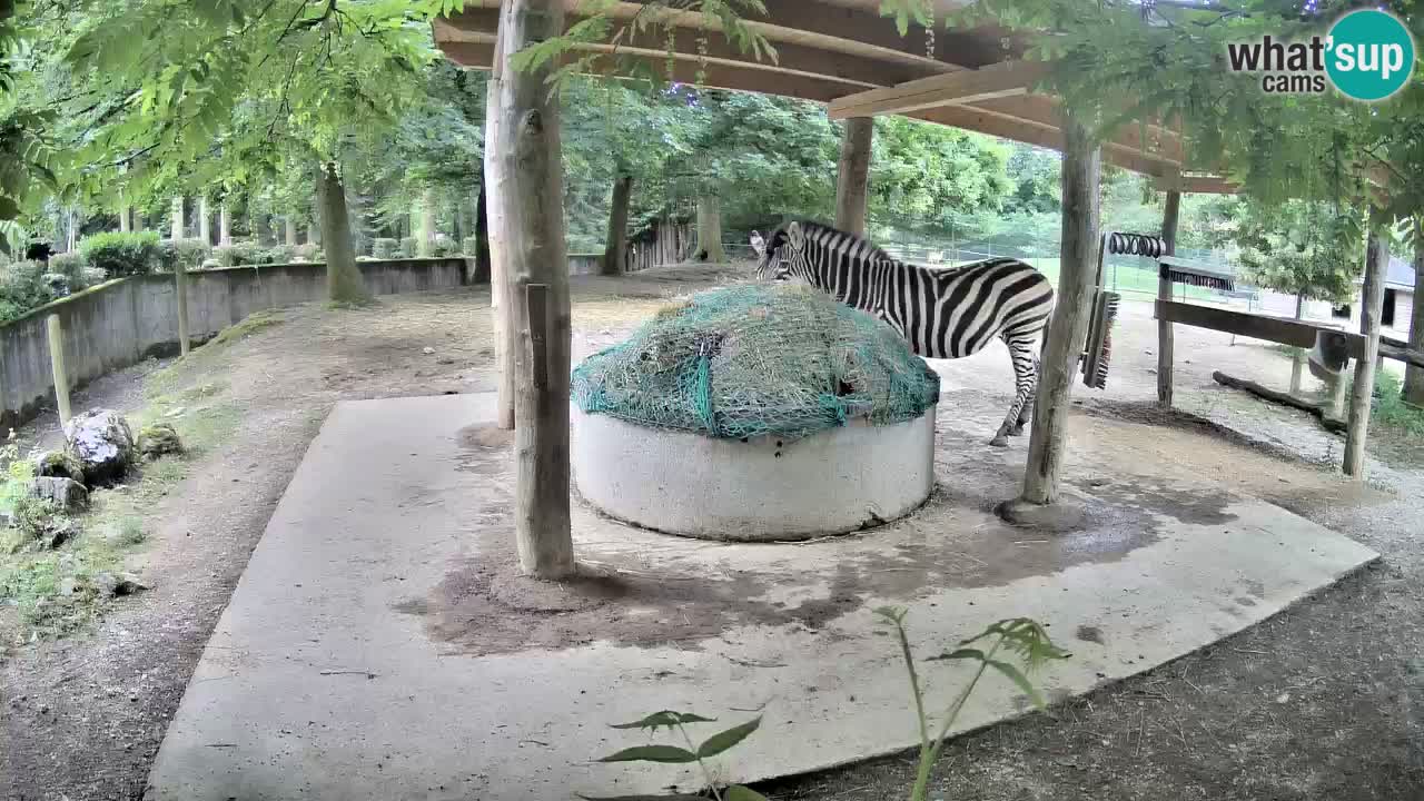 Zebre v živo v živalskem vrtu Ljubljana ZOO spletne kamere