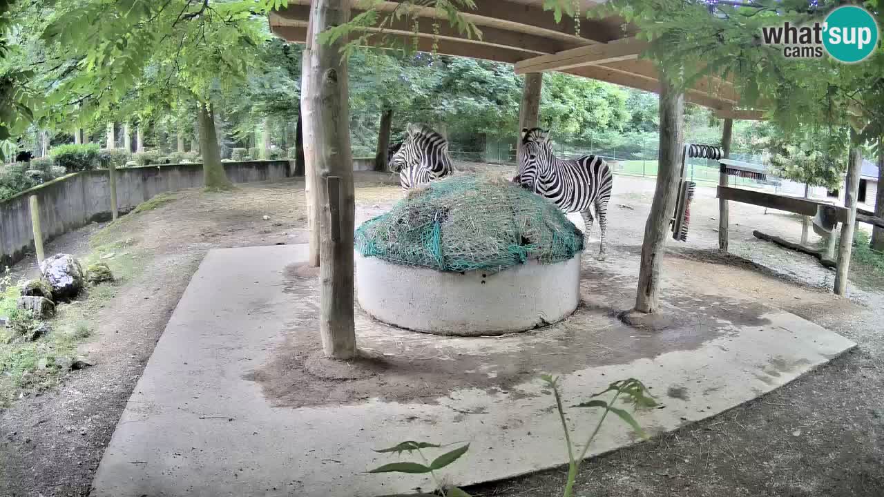 Zebre v živo v živalskem vrtu Ljubljana ZOO spletne kamere