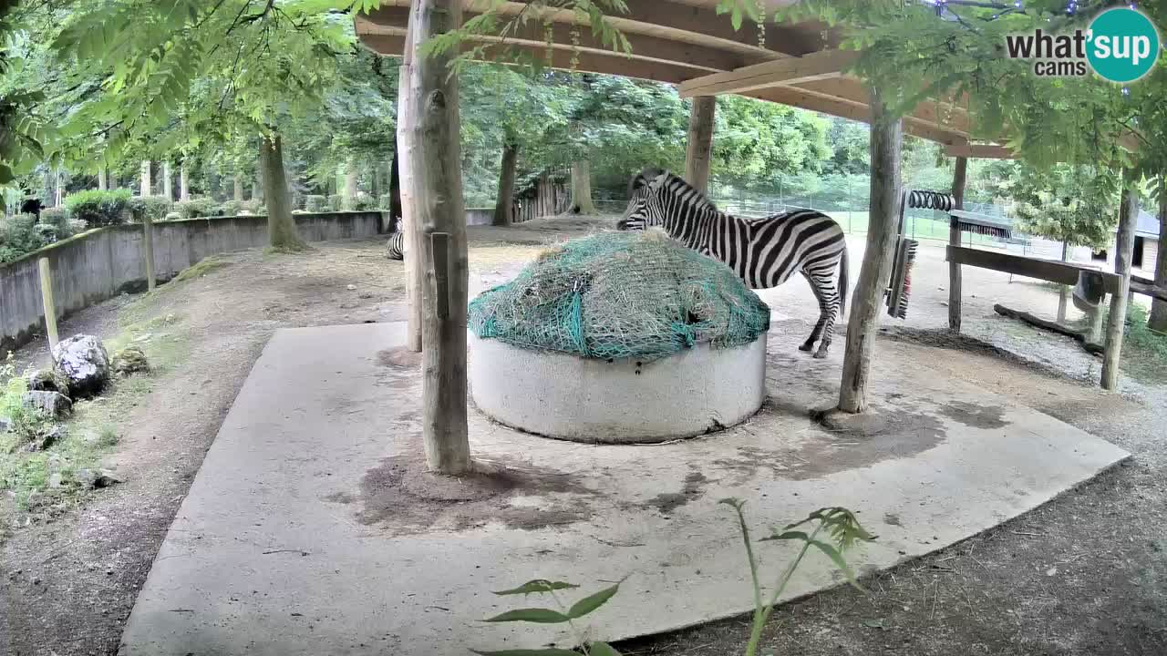 Camera en vivo Cebras in Ljubljana ZOO – Eslovenia