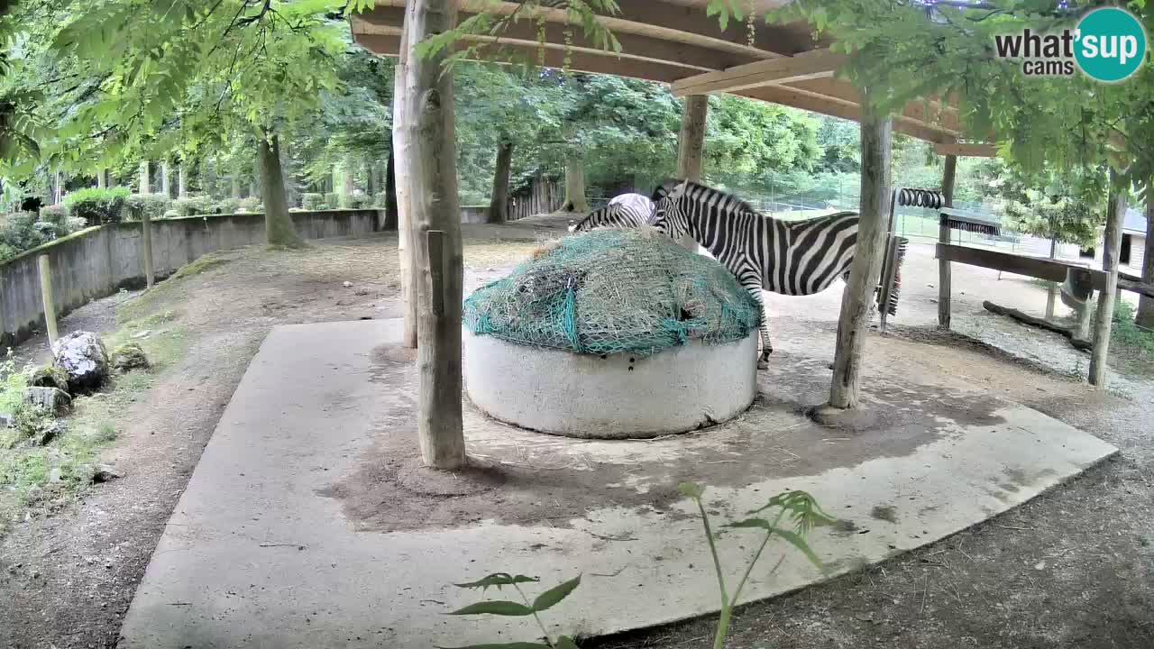 Live webcam Zebras in Ljubljana ZOO – Slovenia