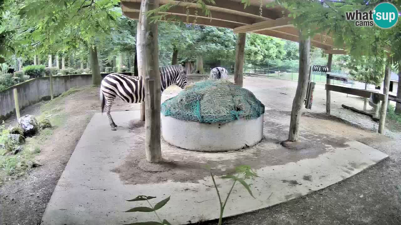 Live Webcam Zebras in Ljubljana ZOO – Slowenien
