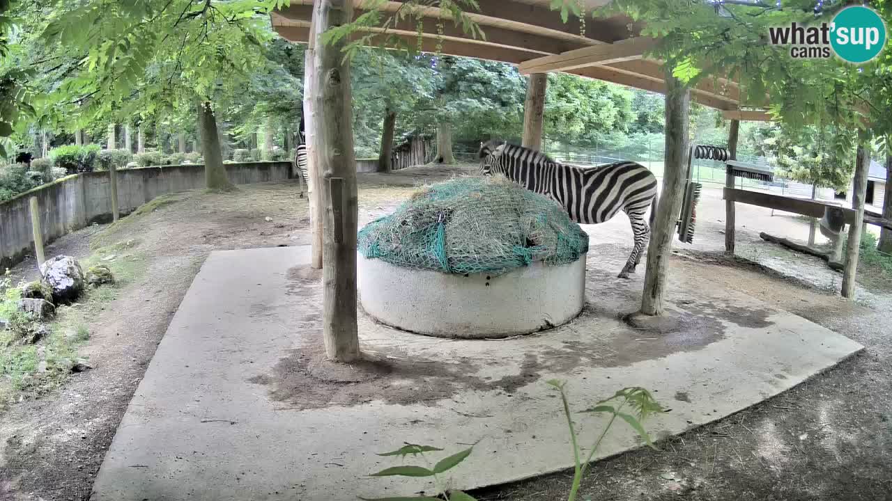 Live webcam Zebras in Ljubljana ZOO – Slovenia
