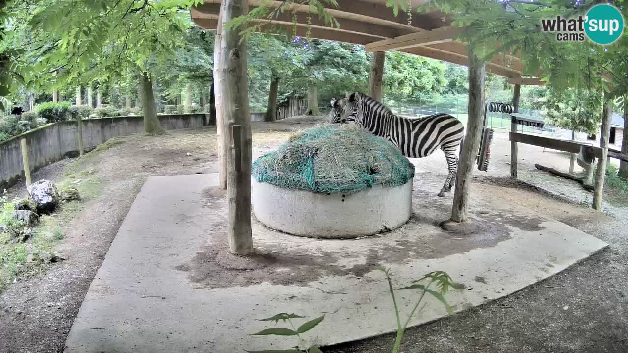 Zebre v živo v živalskem vrtu Ljubljana ZOO spletne kamere