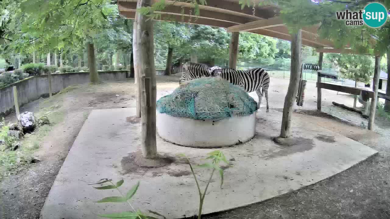 Live Webcam Zebras in Ljubljana ZOO – Slowenien