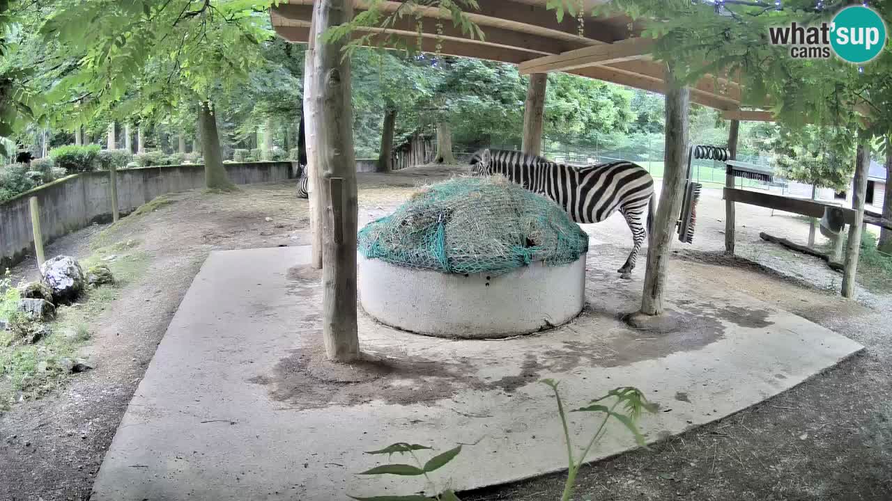 Live webcam Zebras in Ljubljana ZOO – Slovenia