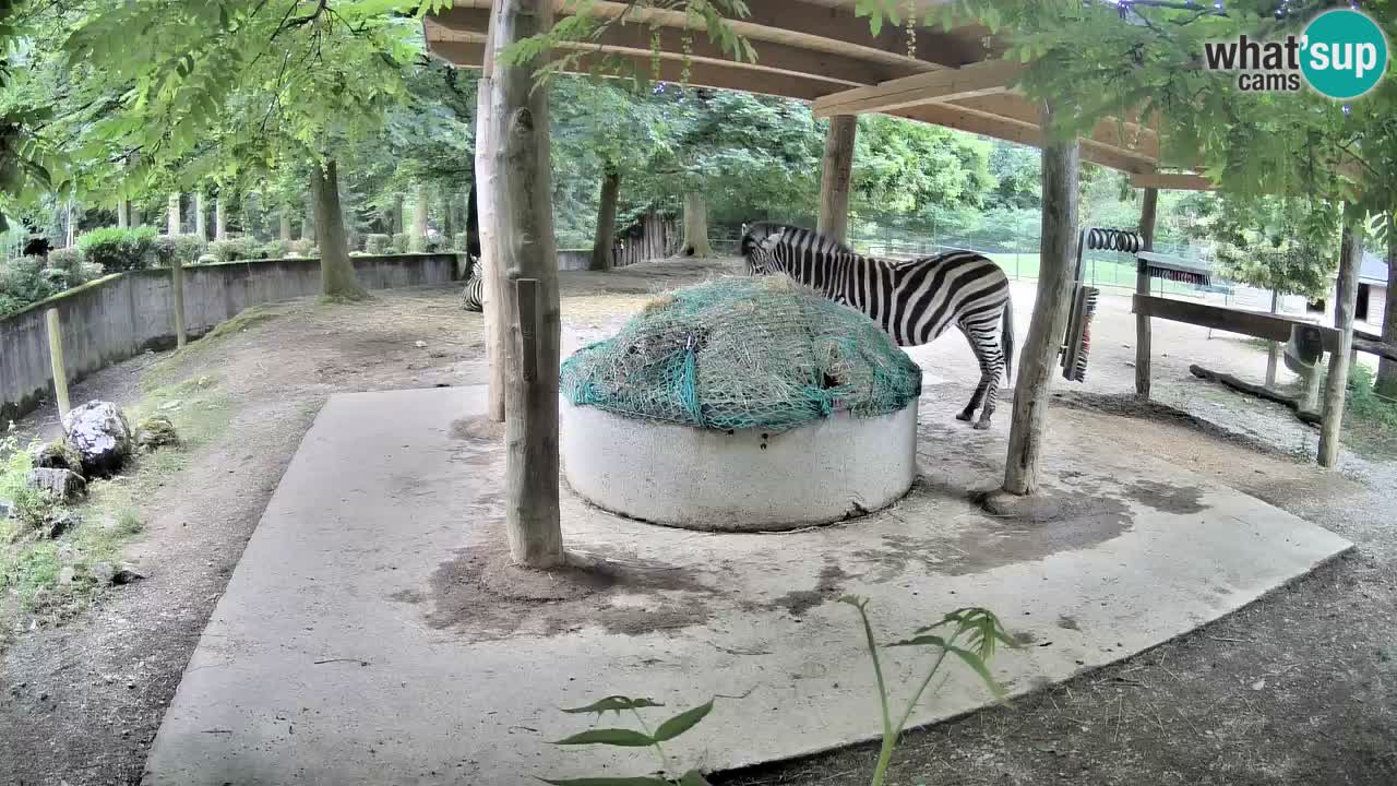 Live webcam Les zèbres in Ljubljana ZOO – Slovénie