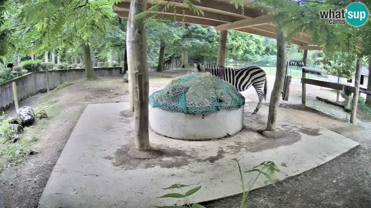 Live webcam Les zèbres in Ljubljana ZOO – Slovénie