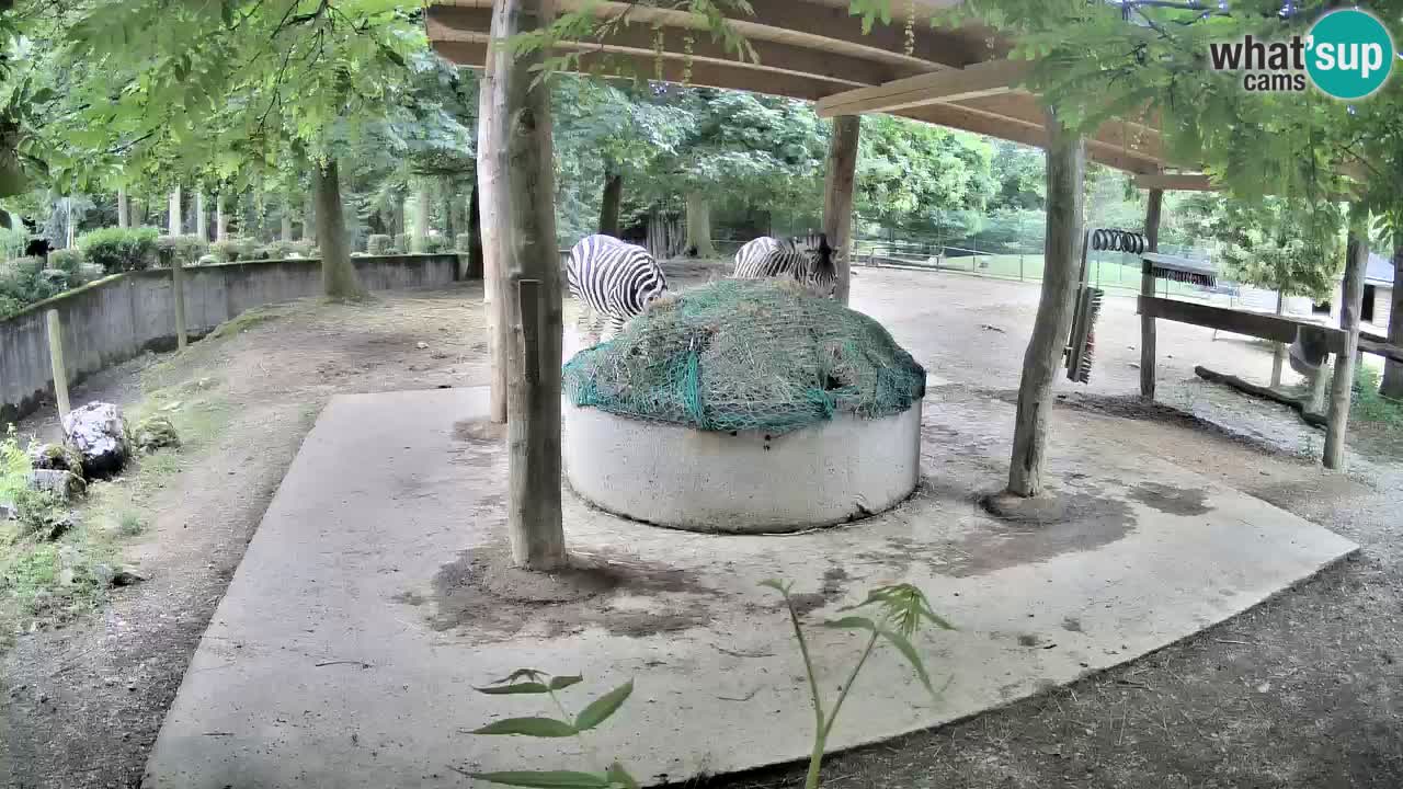 Live webcam Zebras in Ljubljana ZOO – Slovenia