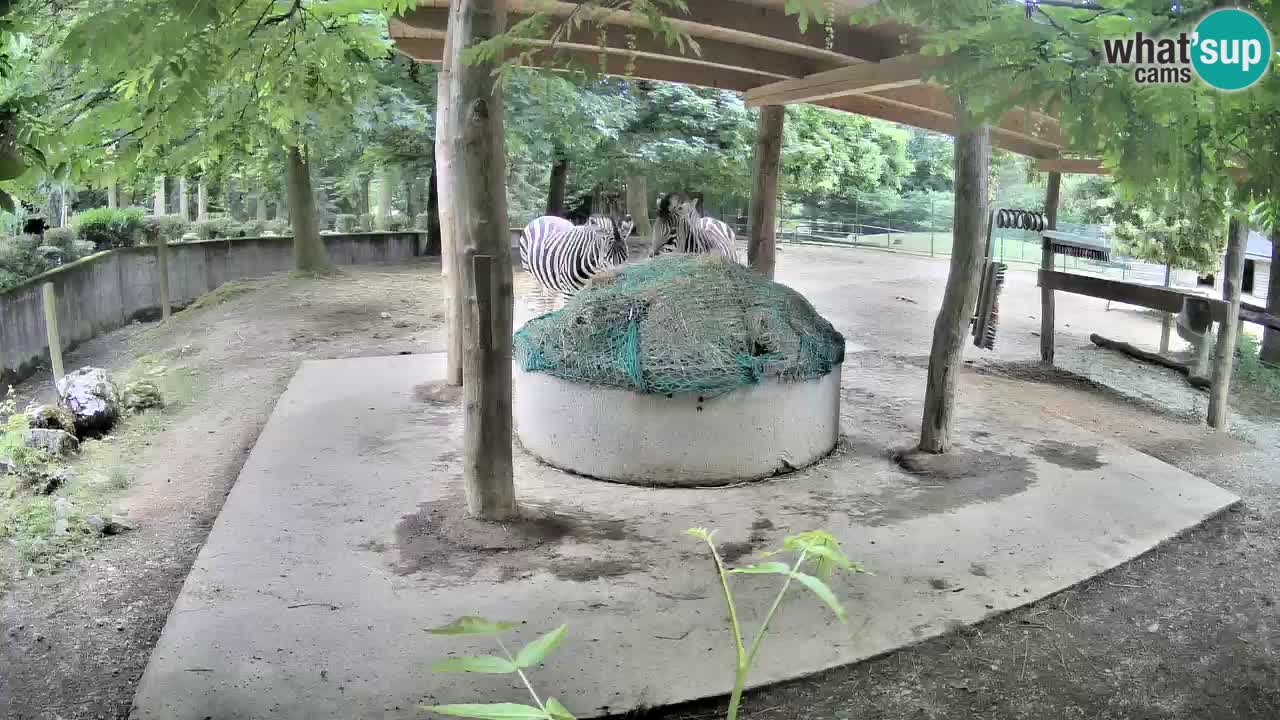 Camera en vivo Cebras in Ljubljana ZOO – Eslovenia