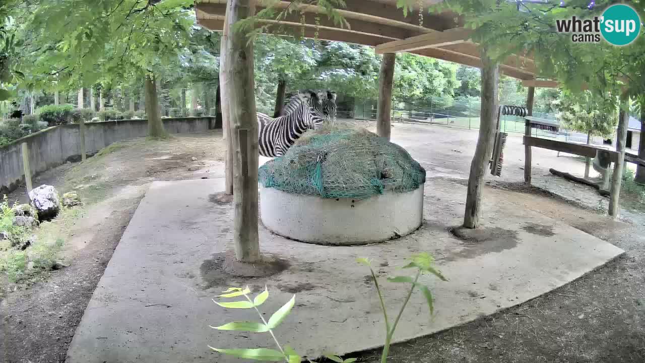 Web kamera uživo Zebras u ZOO Ljubljana – Slovenija