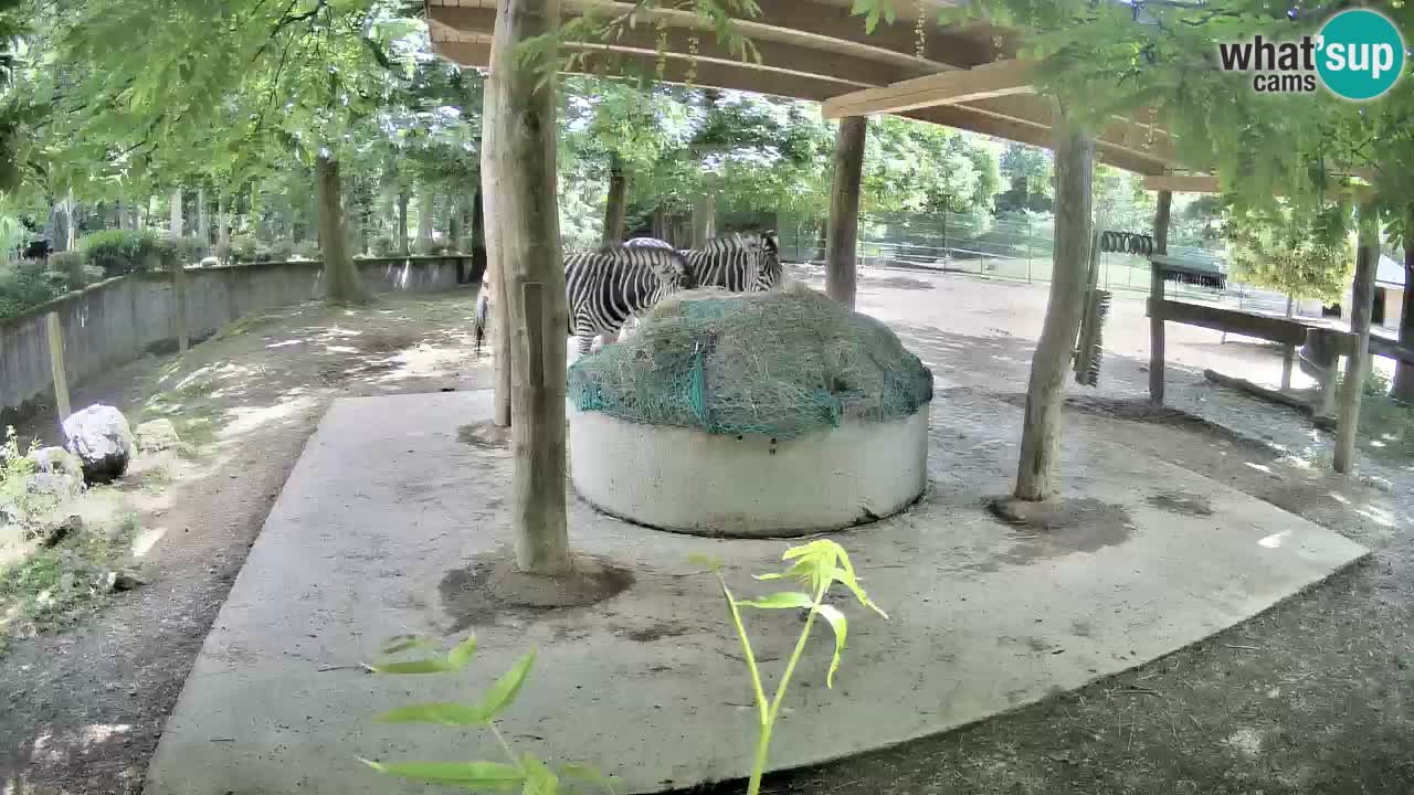 Live webcam Zebras in Ljubljana ZOO – Slovenia