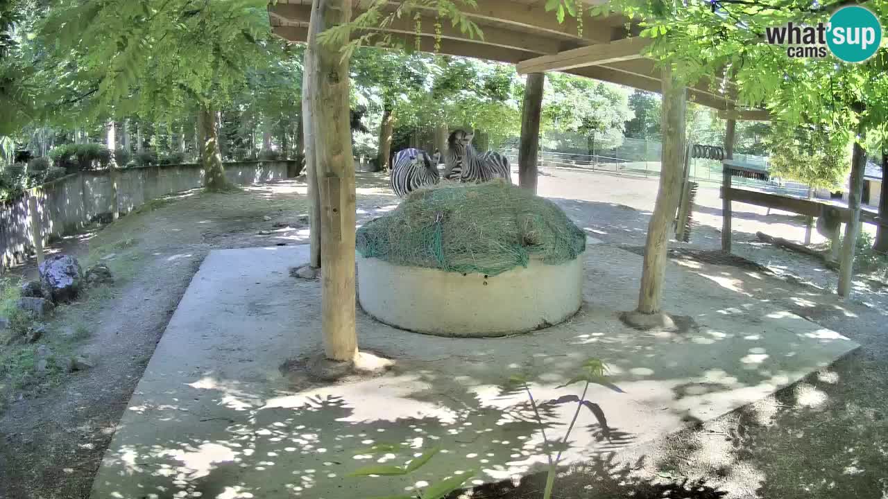 Live Webcam Zebras in Ljubljana ZOO – Slowenien
