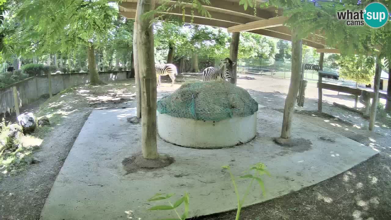 Live Webcam Zebras in Ljubljana ZOO – Slowenien