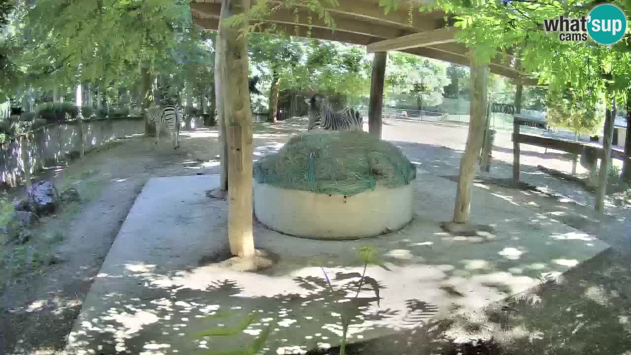 Camera en vivo Cebras in Ljubljana ZOO – Eslovenia