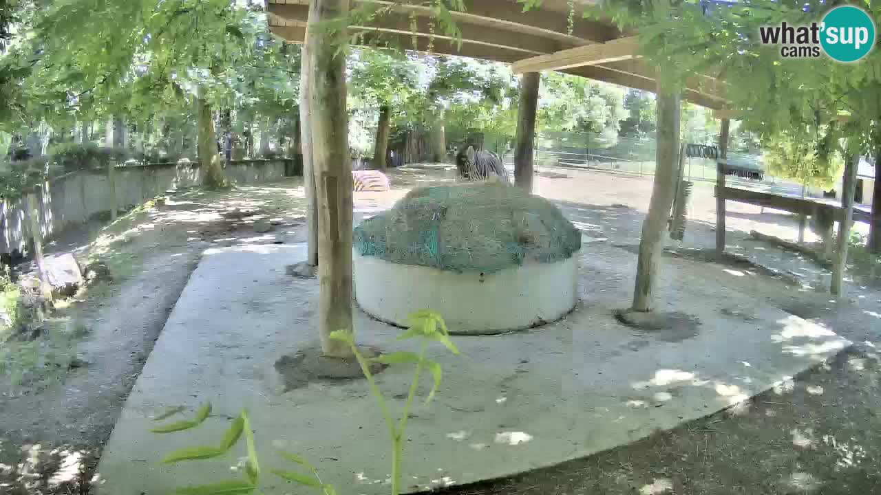 Camera en vivo Cebras in Ljubljana ZOO – Eslovenia