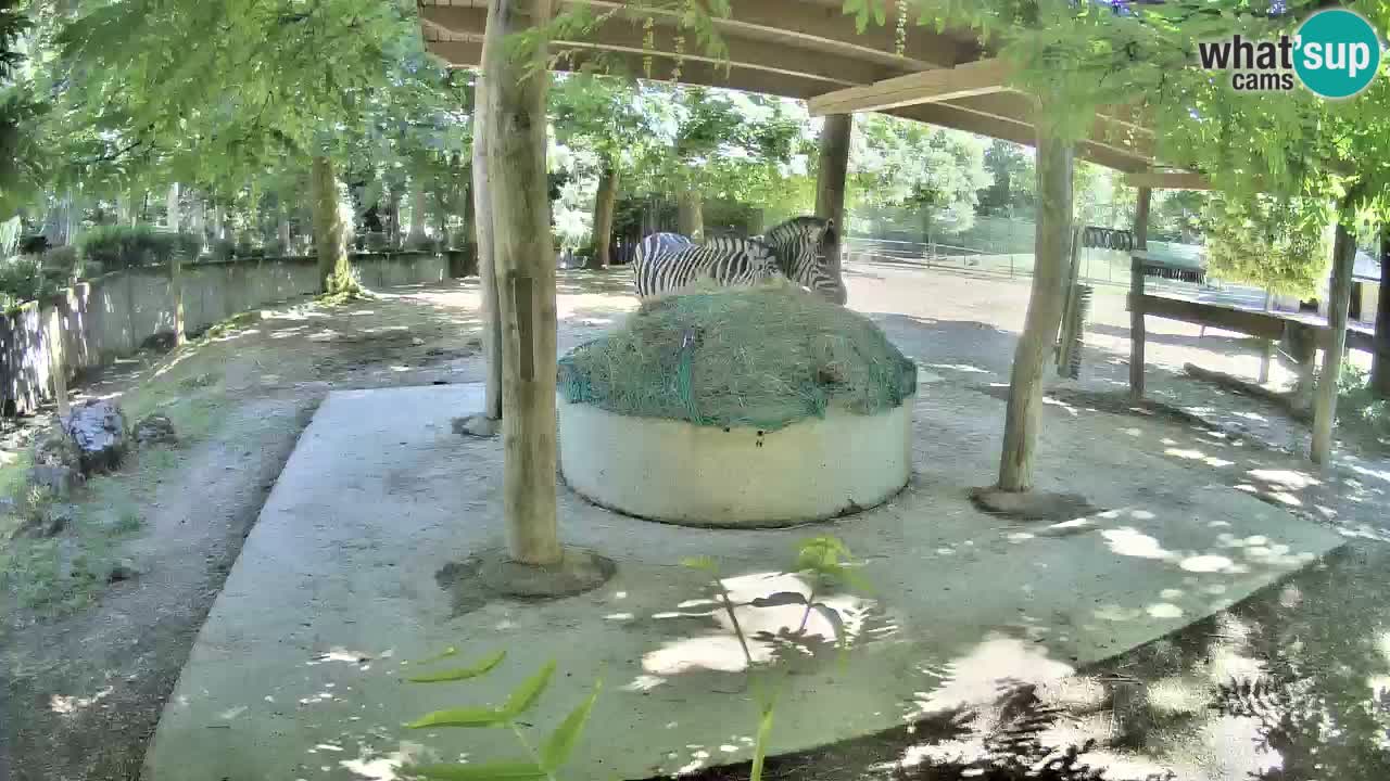 Live Webcam Zebras in Ljubljana ZOO – Slowenien