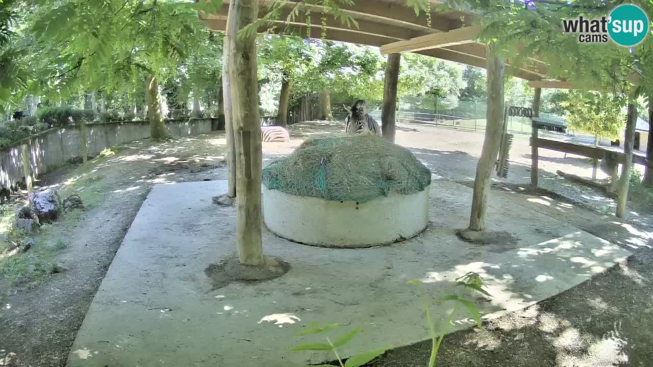 Live webcam Les zèbres in Ljubljana ZOO – Slovénie