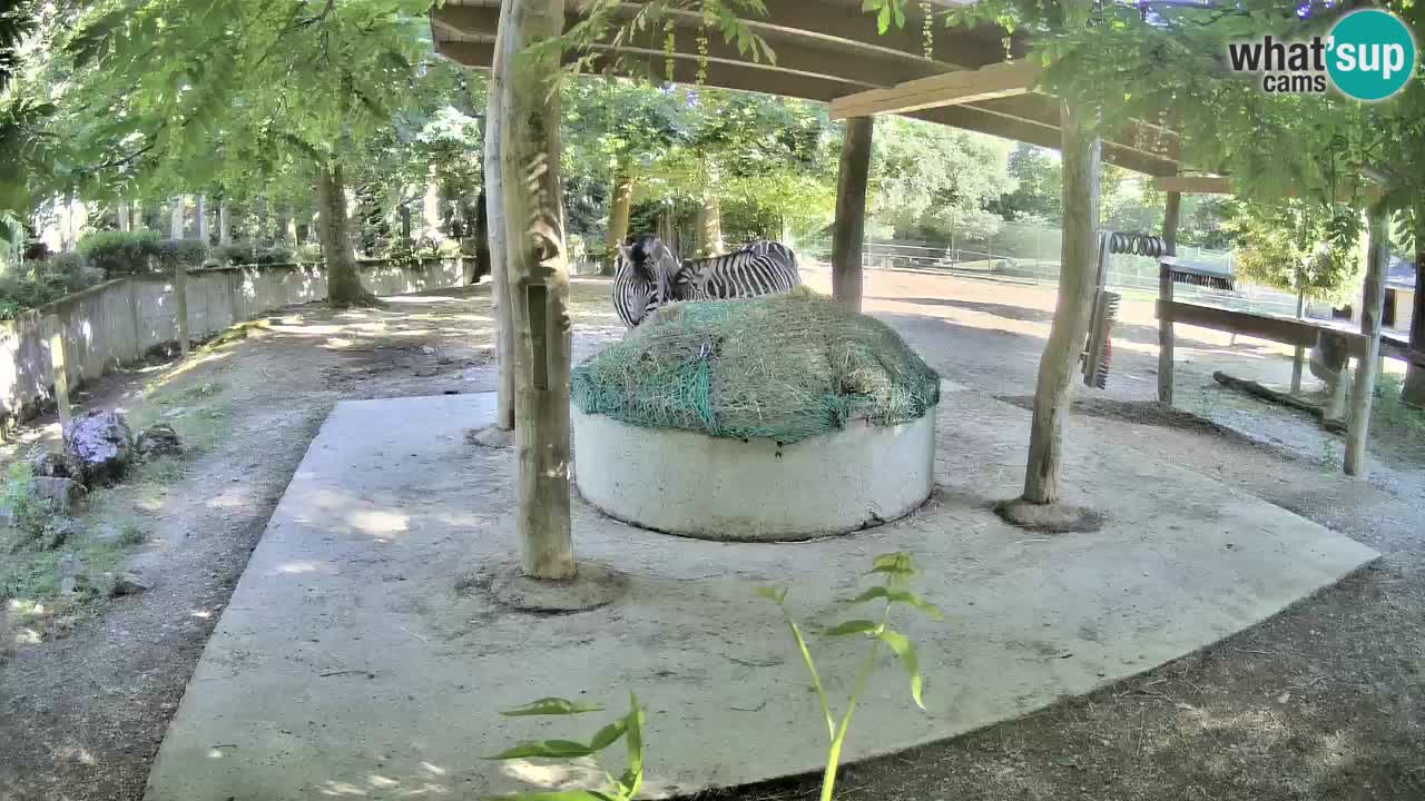 Zebre v živo v živalskem vrtu Ljubljana ZOO spletne kamere