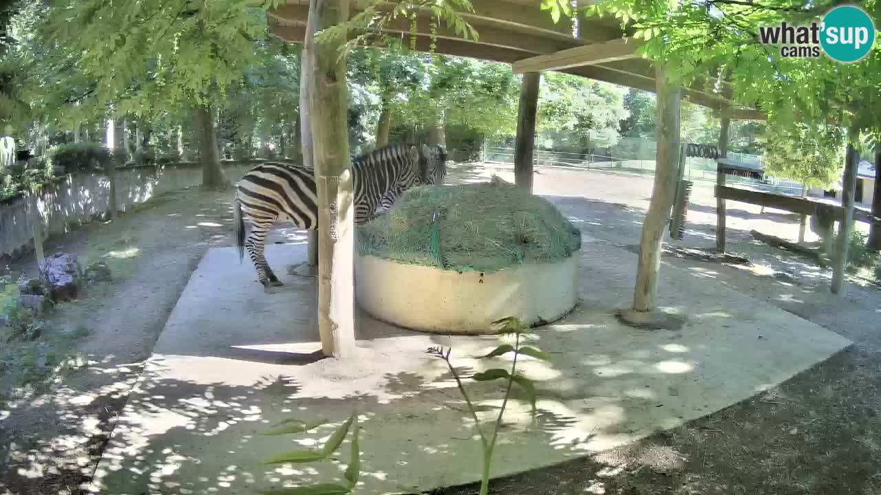 Zebre v živo v živalskem vrtu Ljubljana ZOO spletne kamere
