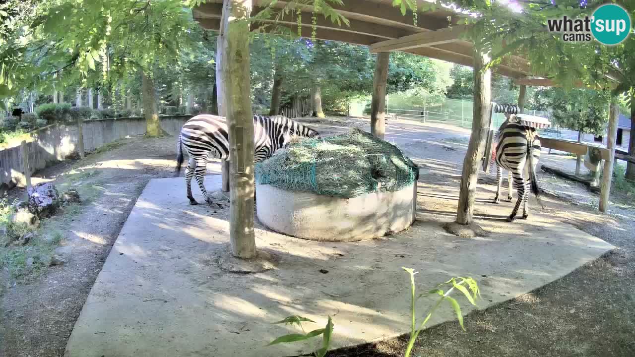 Zebre v živo v živalskem vrtu Ljubljana ZOO spletne kamere