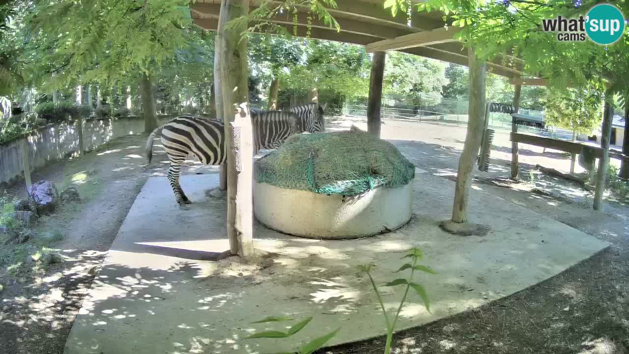 Live webcam Les zèbres in Ljubljana ZOO – Slovénie