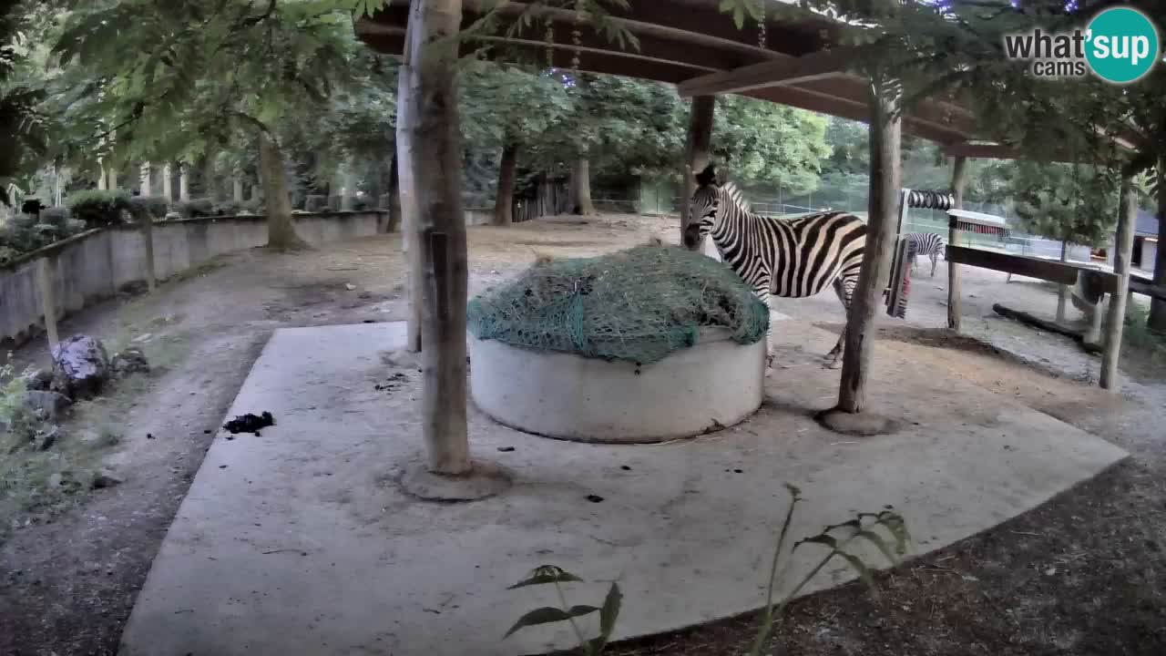 Live webcam Les zèbres in Ljubljana ZOO – Slovénie