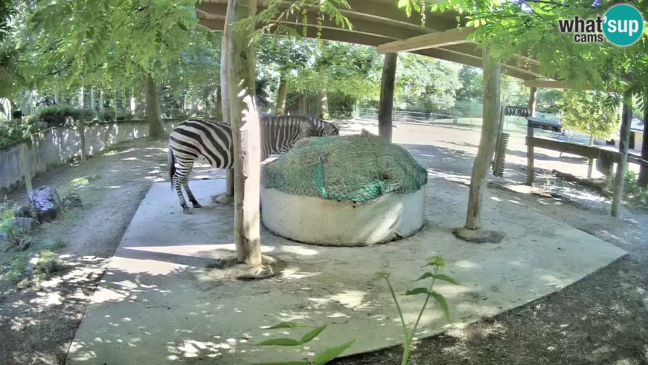Live webcam Les zèbres in Ljubljana ZOO – Slovénie