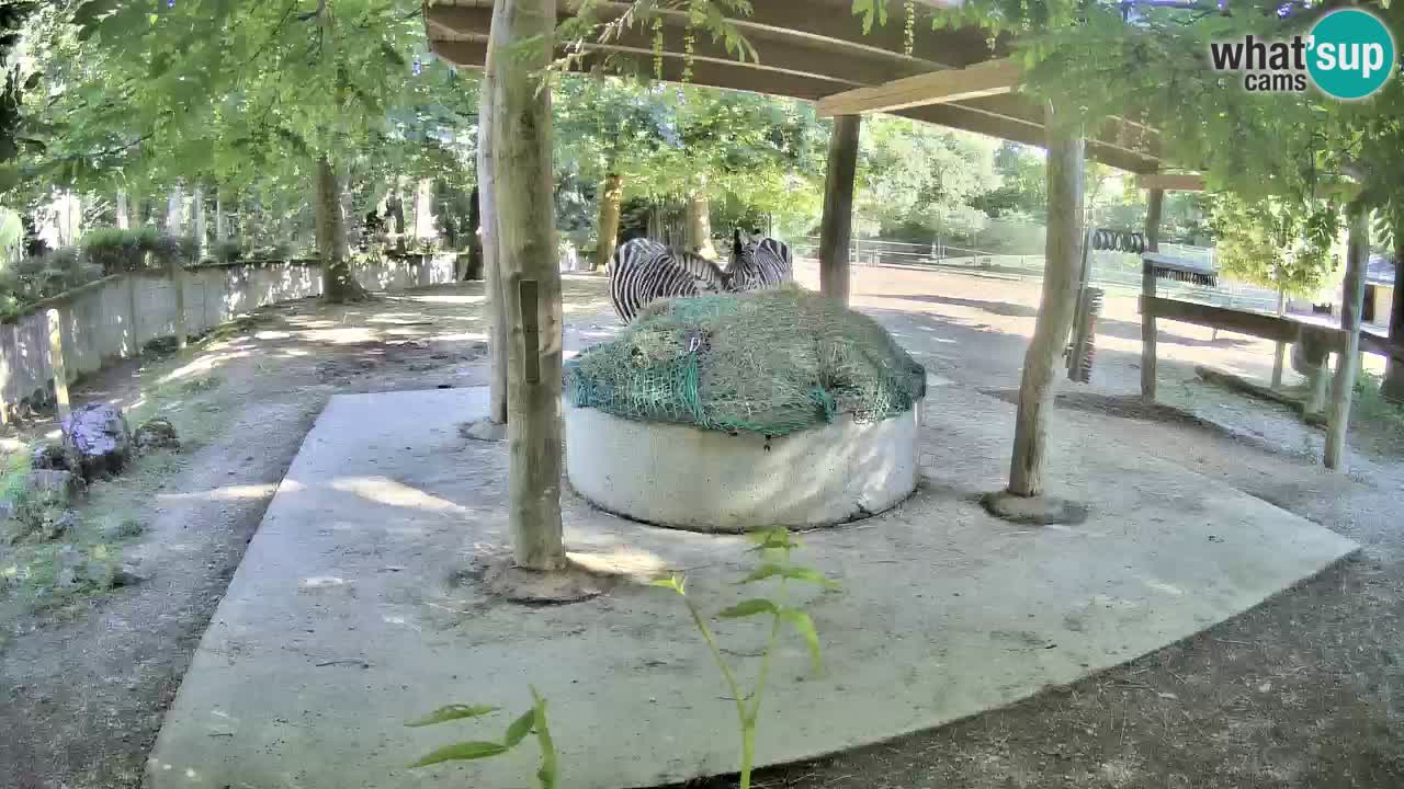 Le Zebre nello ZOO di Ljubljana – Slovenia Live webcam