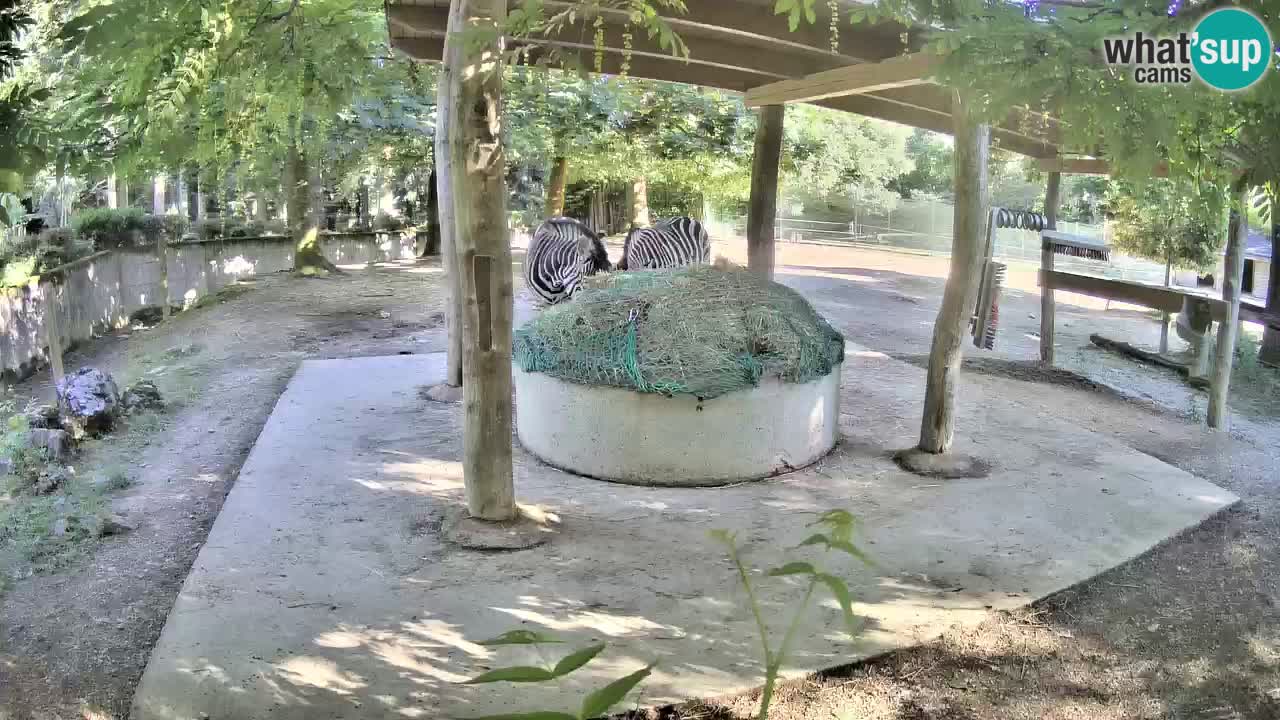 Live webcam Les zèbres in Ljubljana ZOO – Slovénie