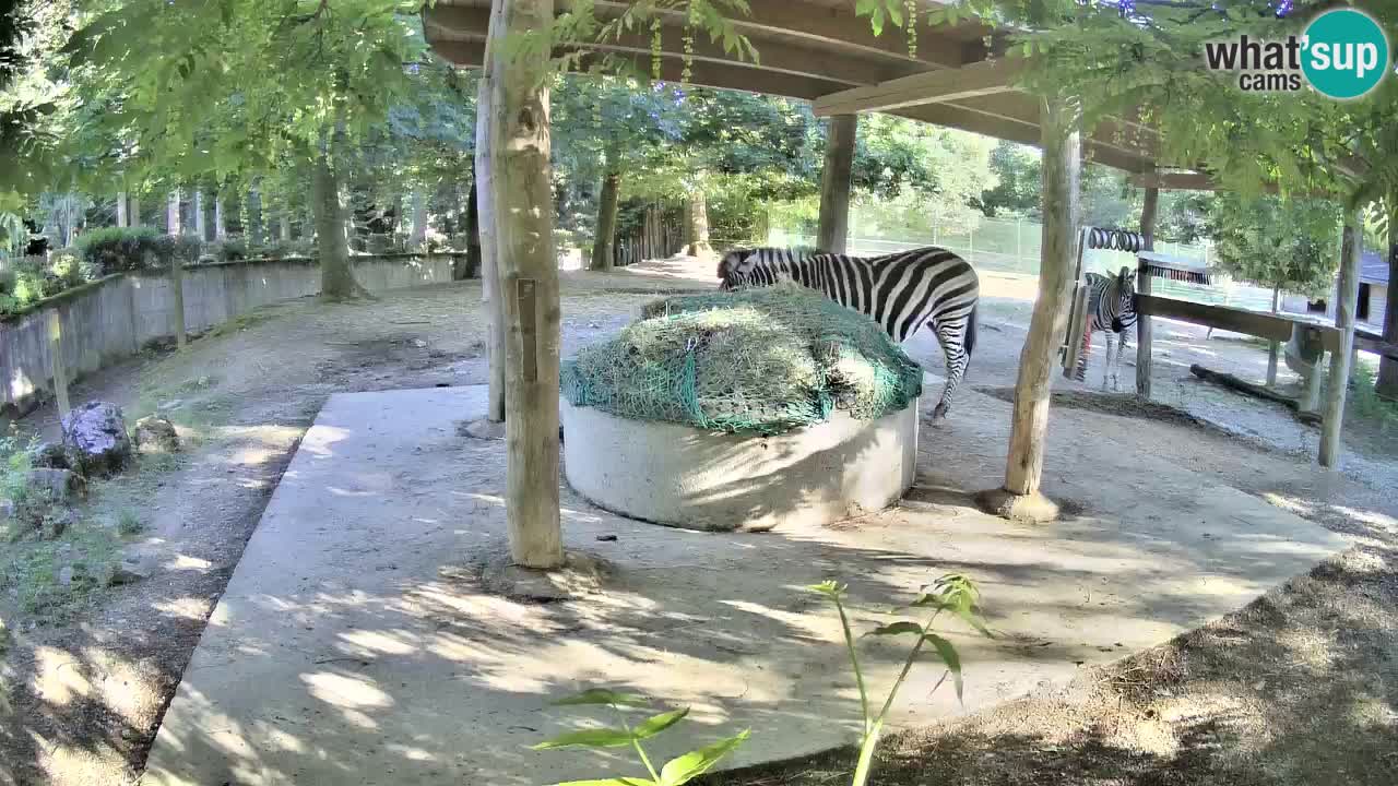 Live webcam Les zèbres in Ljubljana ZOO – Slovénie