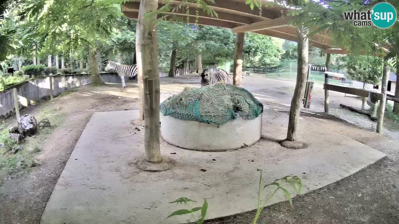 Le Zebre nello ZOO di Ljubljana – Slovenia Live webcam