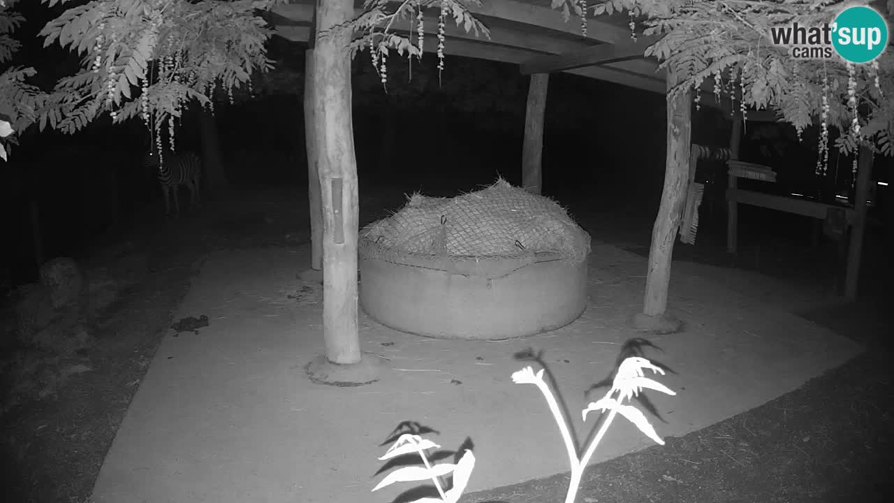 Live webcam Zebras in Ljubljana ZOO – Slovenia