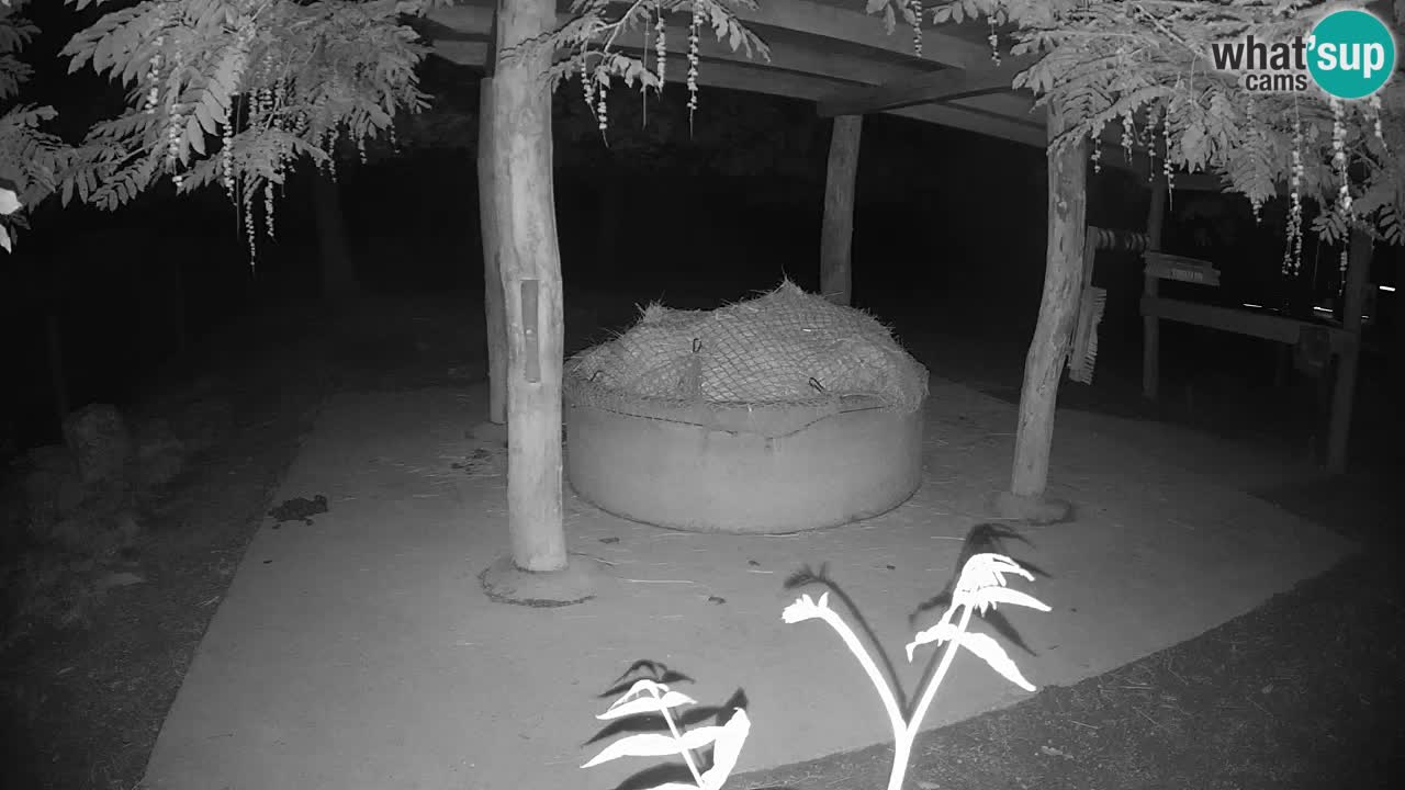 Zebre v živo v živalskem vrtu Ljubljana ZOO spletne kamere
