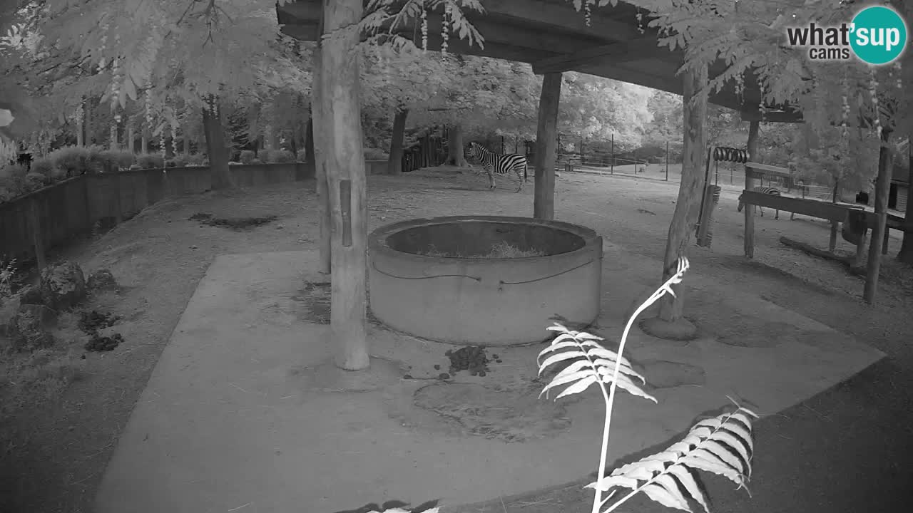 Web kamera uživo Zebras u ZOO Ljubljana – Slovenija