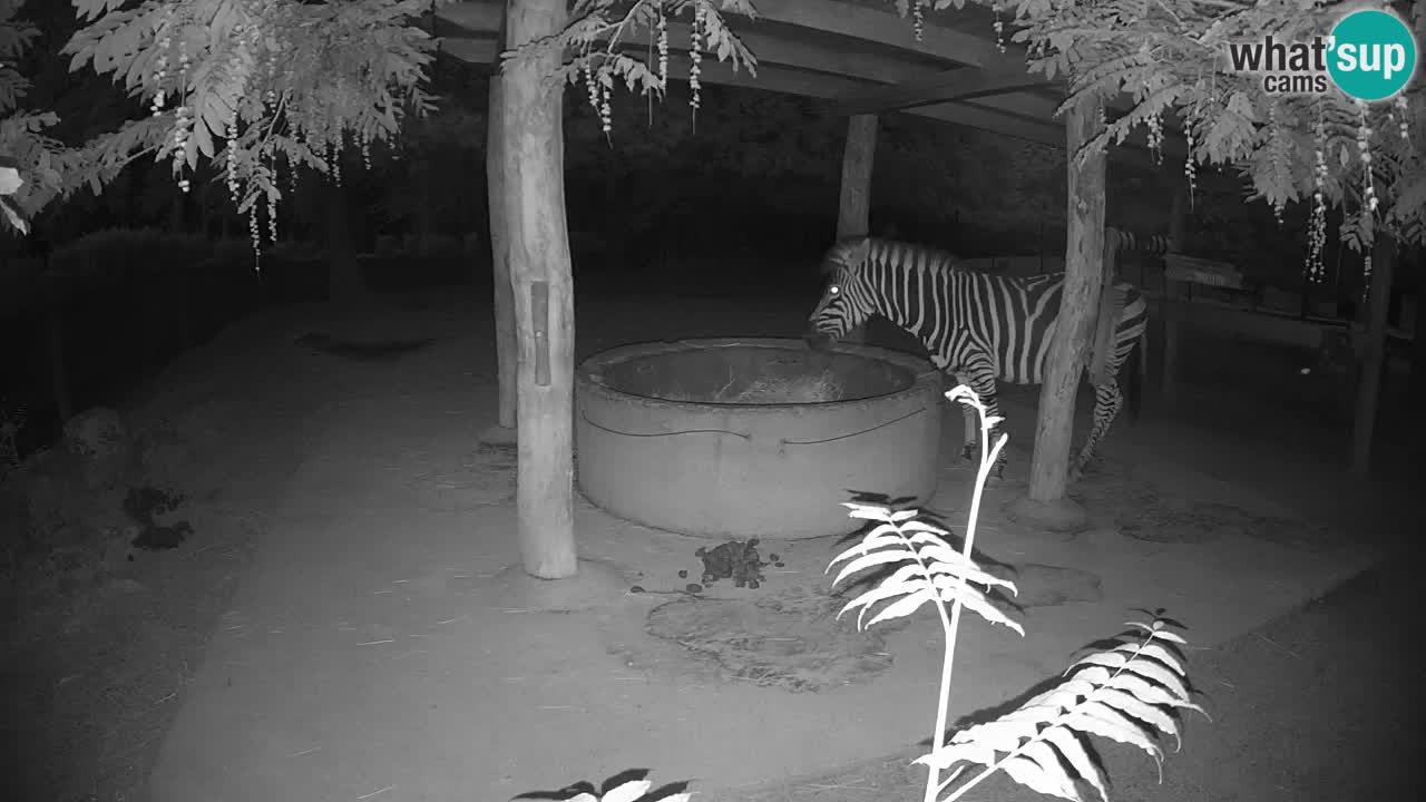 Live webcam Zebras in Ljubljana ZOO – Slovenia
