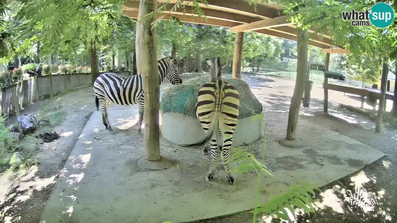 Zebre v živo v živalskem vrtu Ljubljana ZOO spletne kamere