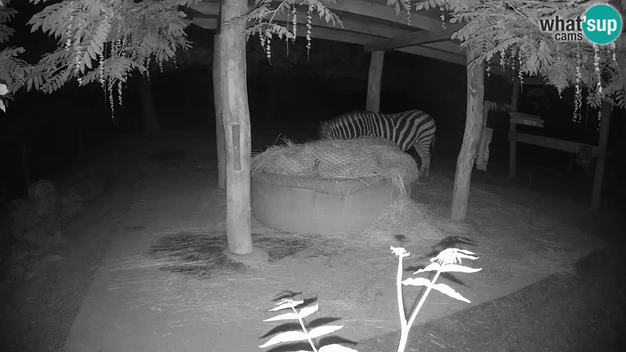 Le Zebre nello ZOO di Ljubljana – Slovenia Live webcam