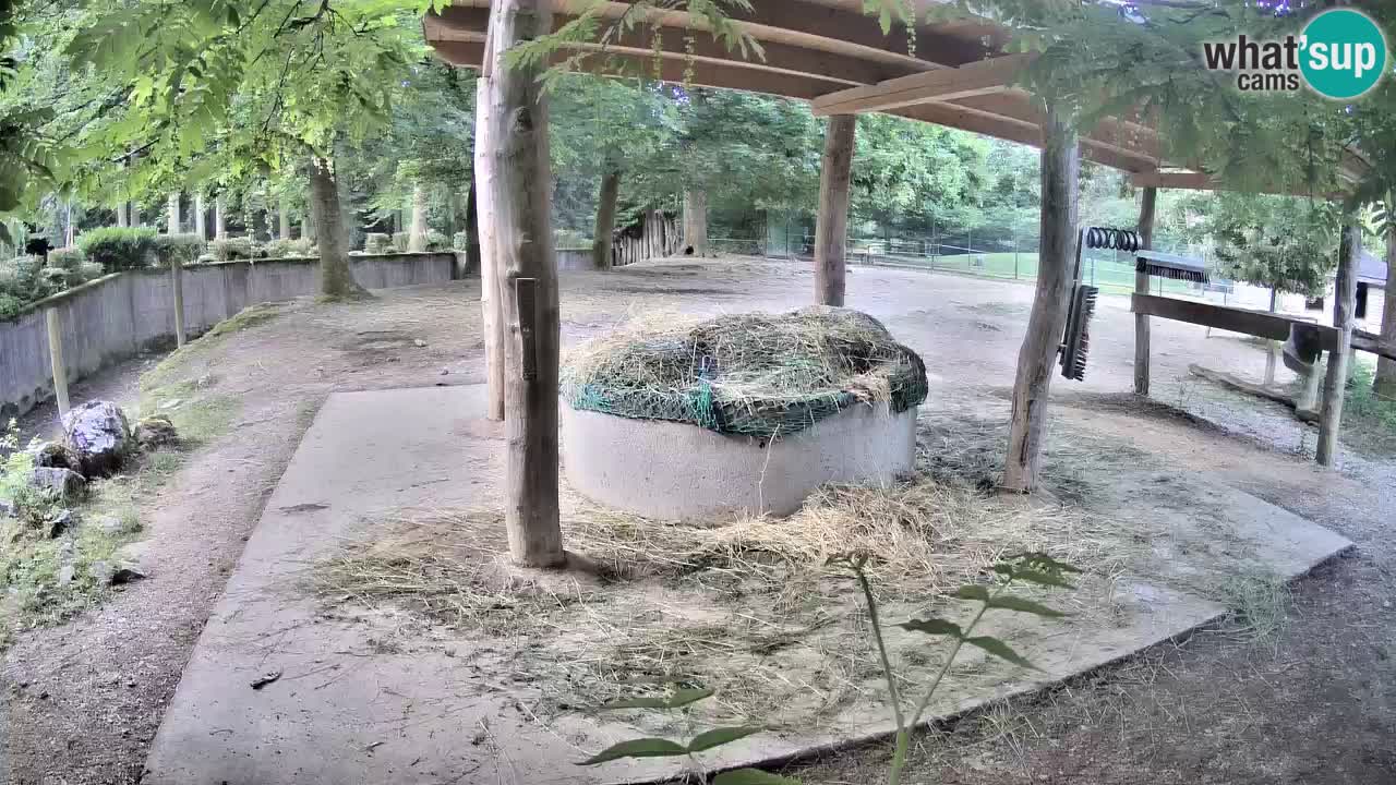 Le Zebre nello ZOO di Ljubljana – Slovenia Live webcam