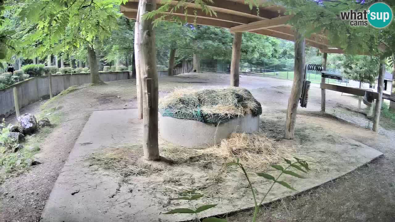 Zebre v živo v živalskem vrtu Ljubljana ZOO spletne kamere