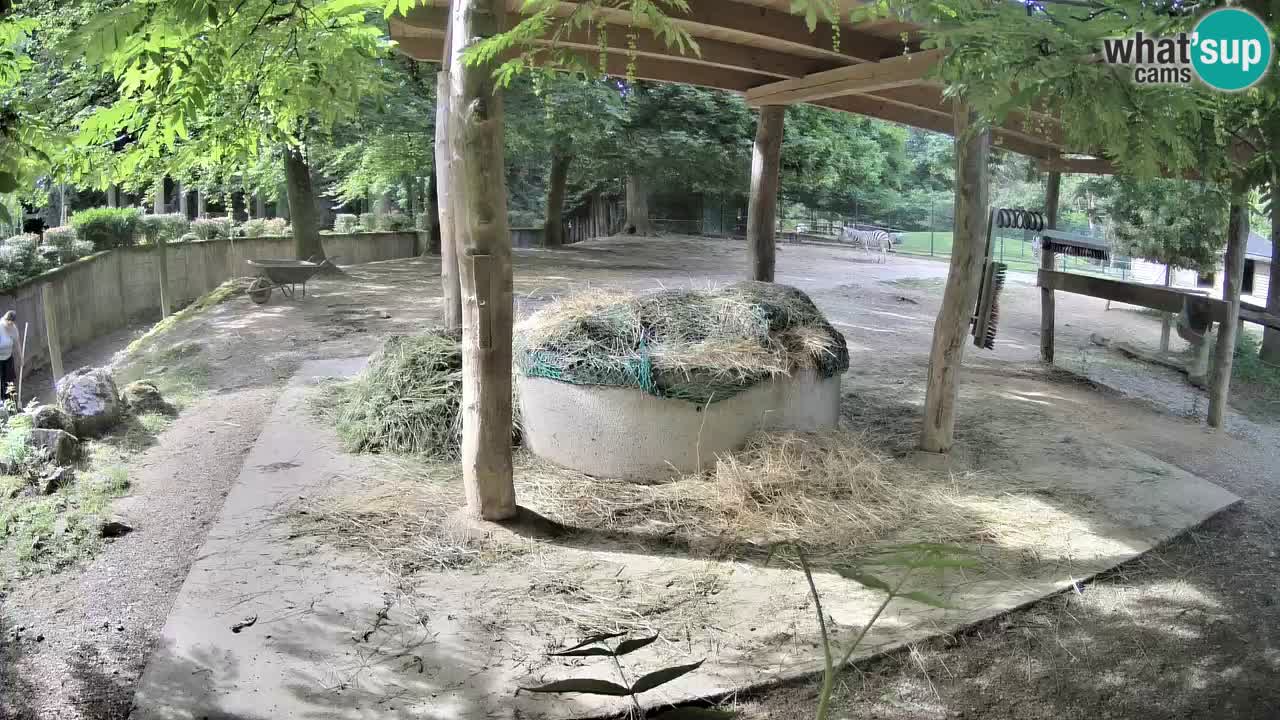Zebre v živo v živalskem vrtu Ljubljana ZOO spletne kamere