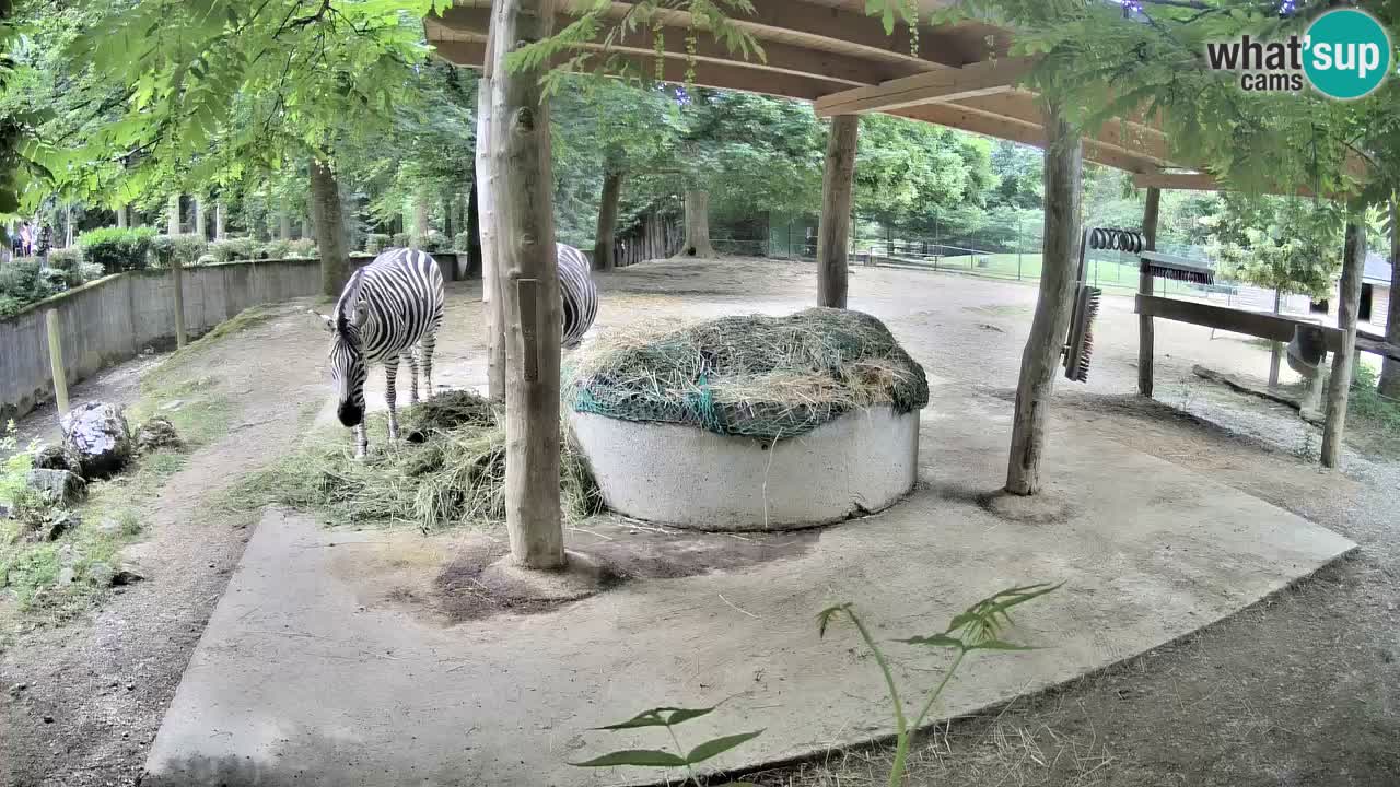 Camera en vivo Cebras in Ljubljana ZOO – Eslovenia