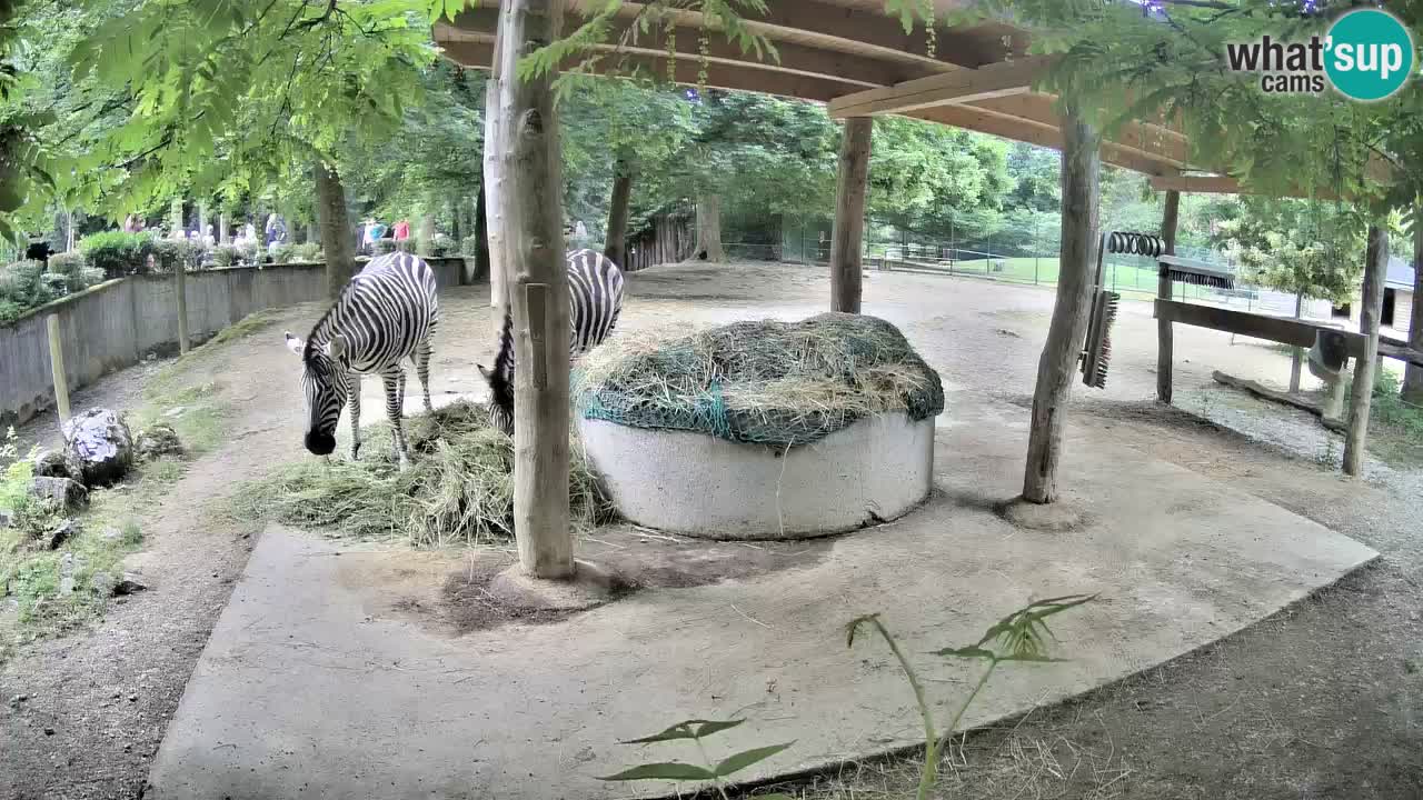 Live Webcam Zebras in Ljubljana ZOO – Slowenien