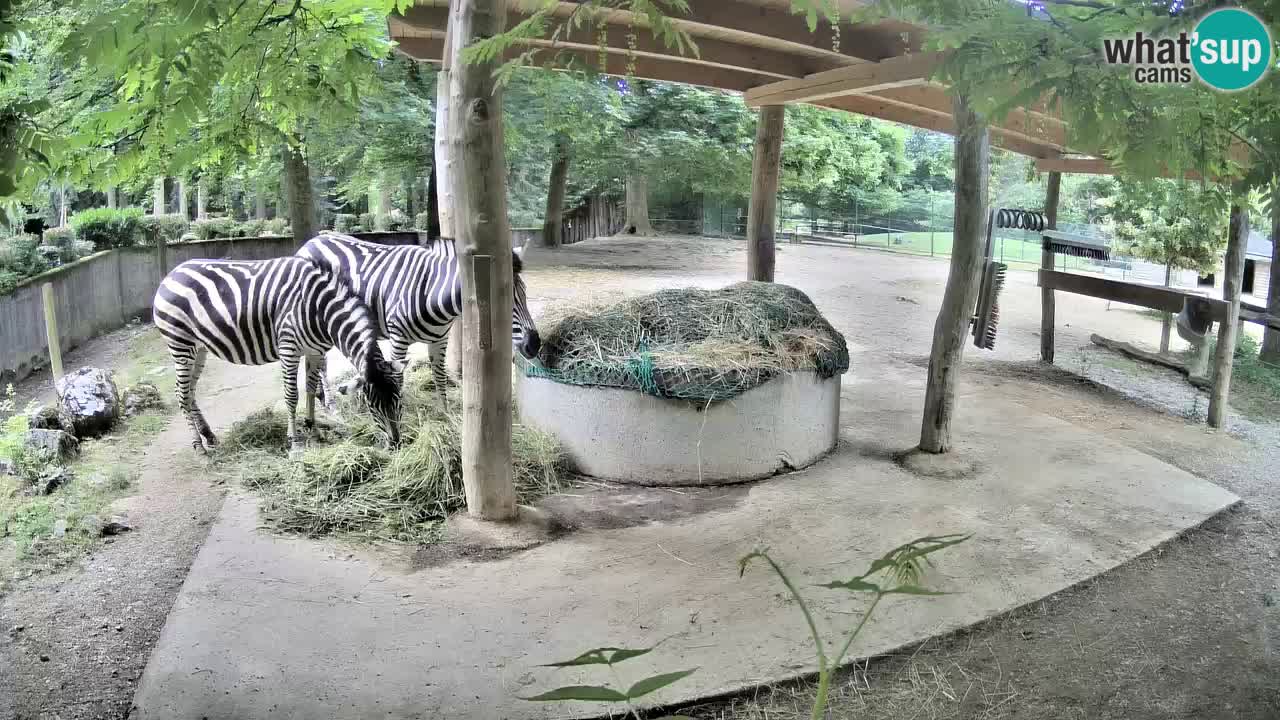 Web kamera uživo Zebras u ZOO Ljubljana – Slovenija